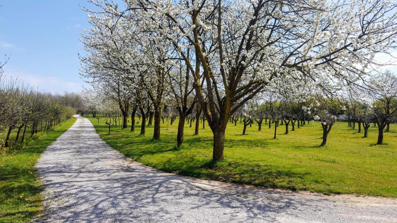 Agriturismo Borgo Borromeo Рубано Экстерьер фото
